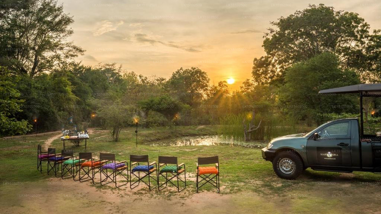 Mahoora Safari Camping, Wilpattu
