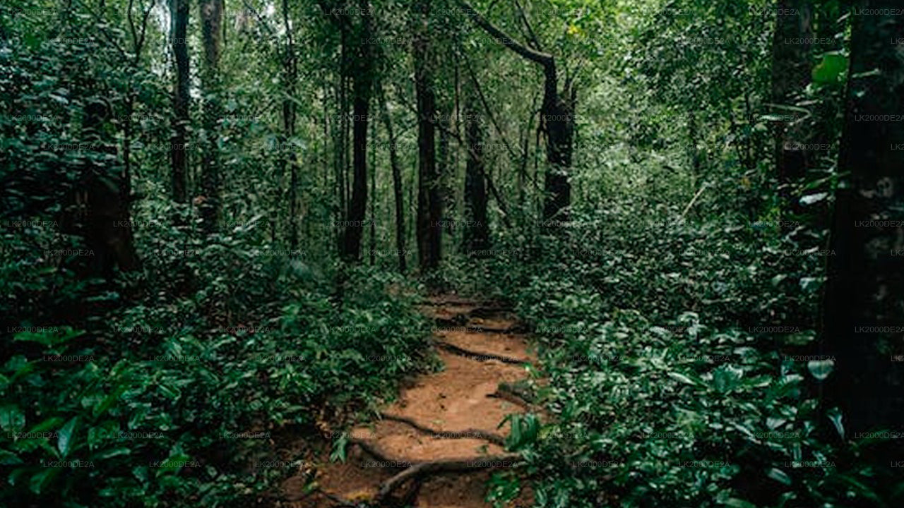 सिंहराजा फॉरेस्ट रिज़र्व गाइडेड टूर एंट्रेंस टिकट के साथ