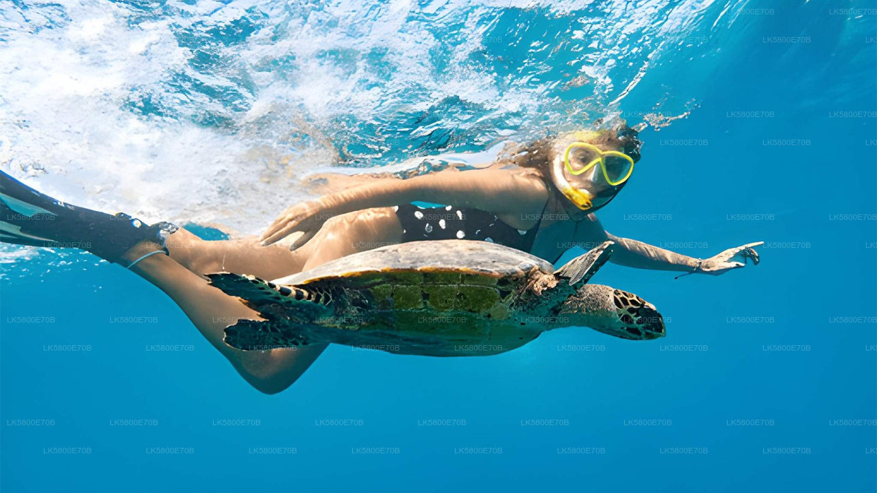 पिजन आइलैंड से समुद्री कछुओं के साथ स्नोर्कलिंग