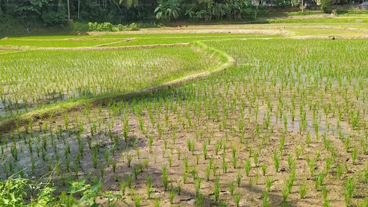 Hingula Village Safari and Honey Museum