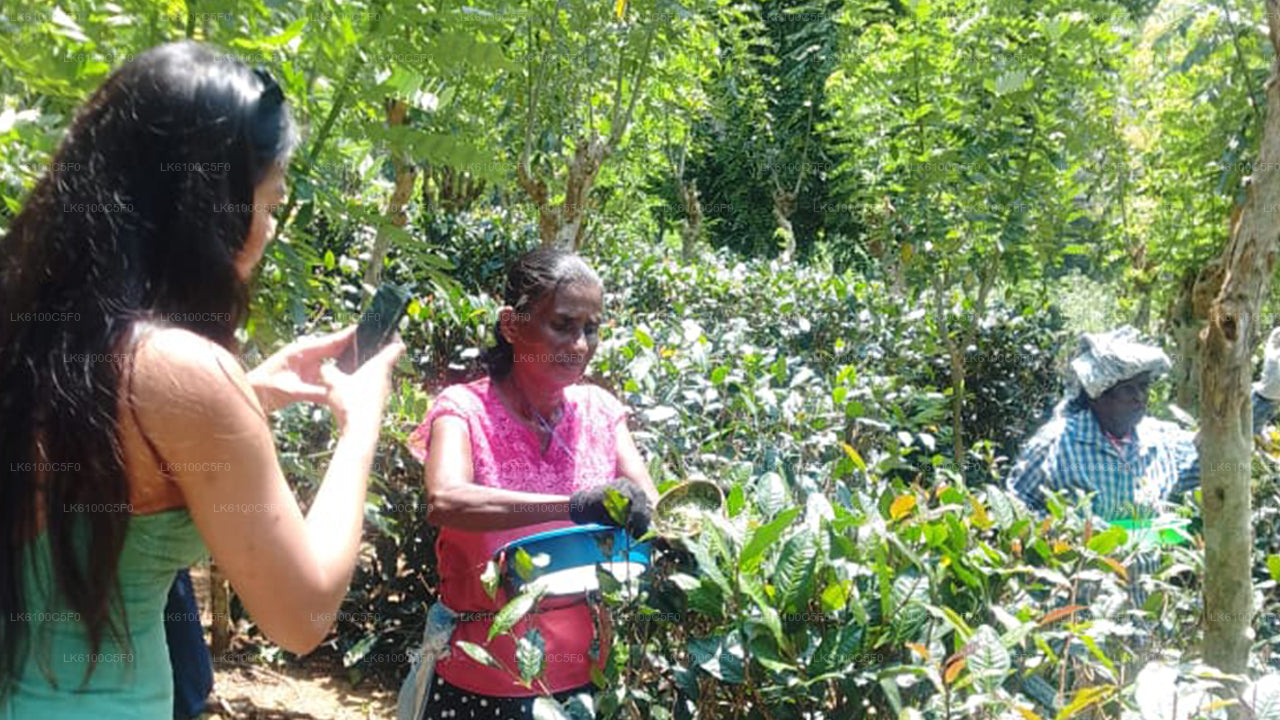 गैले के छिपे हुए रत्नों का अन्वेषण करें और स्थानीय लोगों के साथ भोजन करें