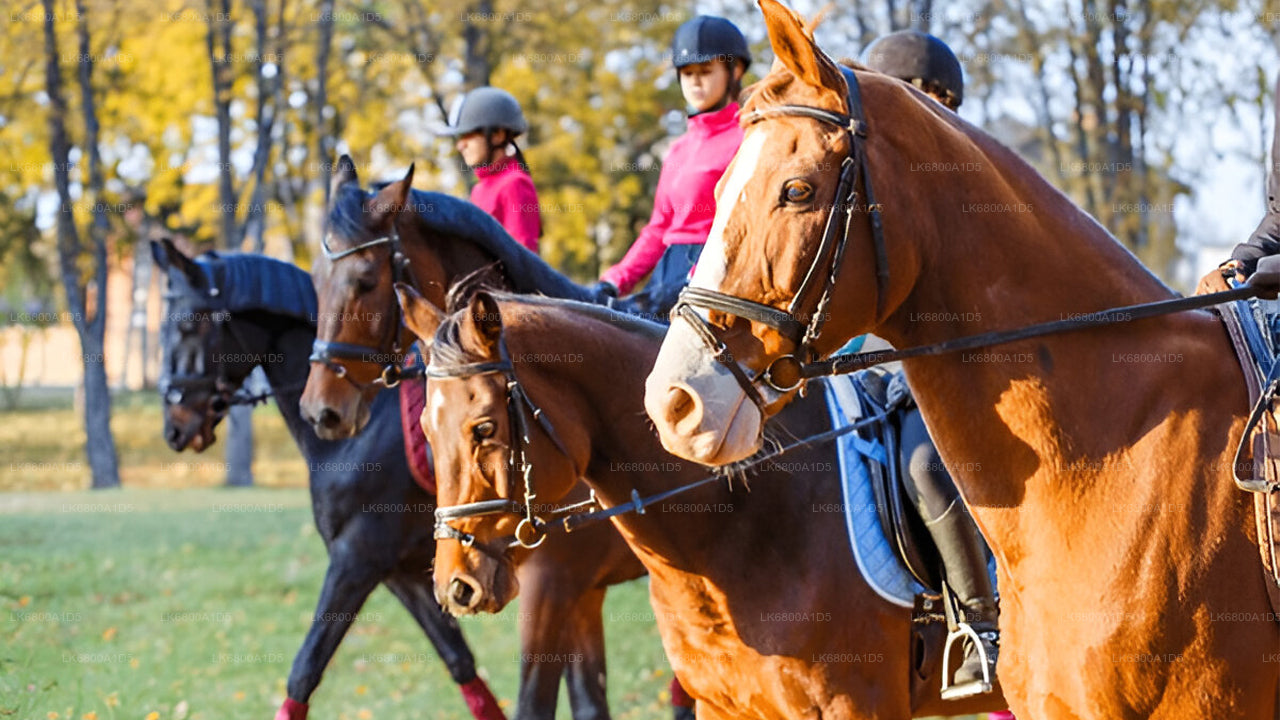 Horse Riding From Dambulla