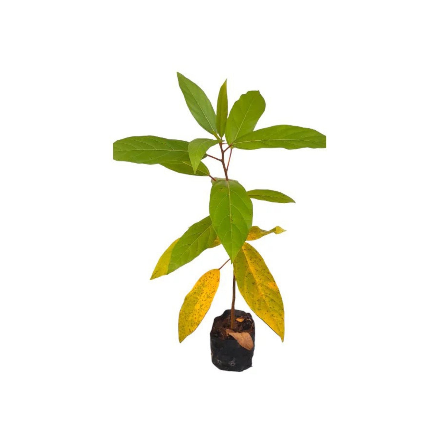Lakpura® Aththikka Plant