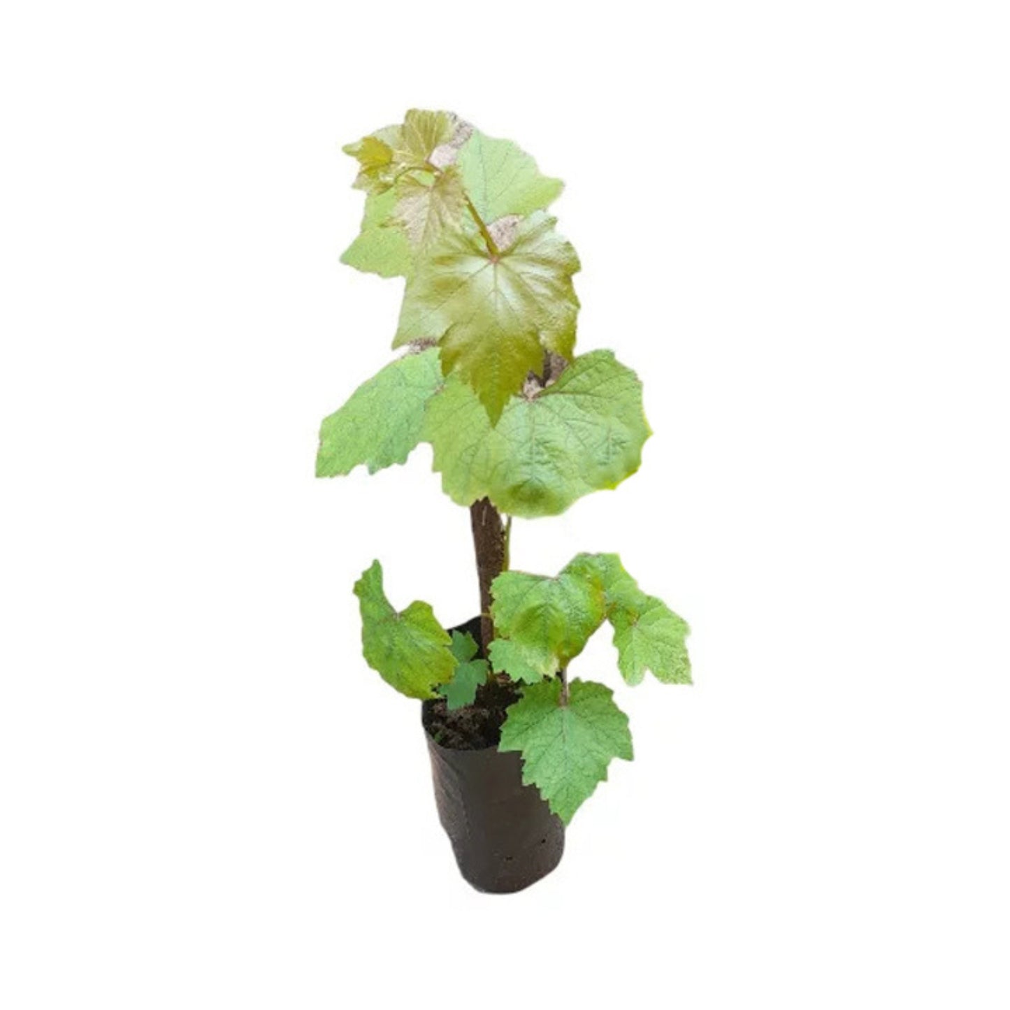 Lakpura® Isabella Grapes (Purple) Fruit Plant