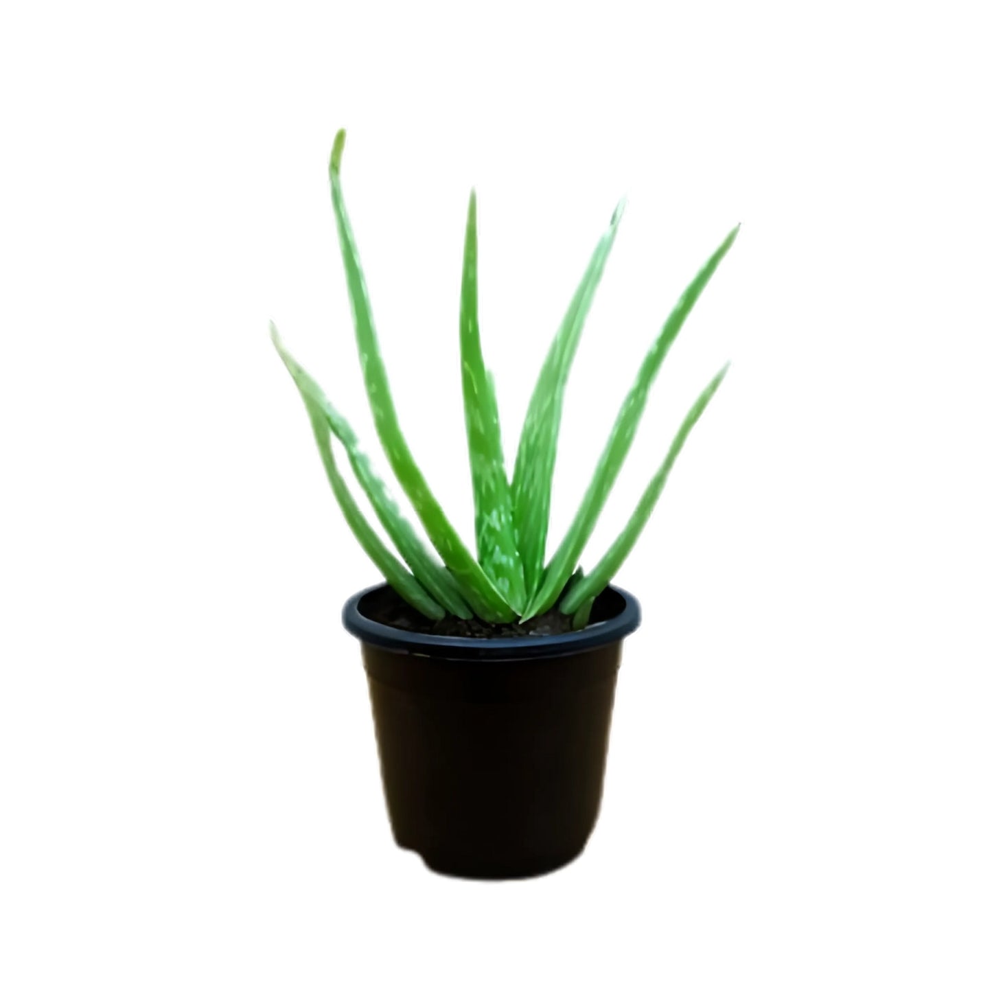 Lakpura® Aloe vera (Komarika) Plant