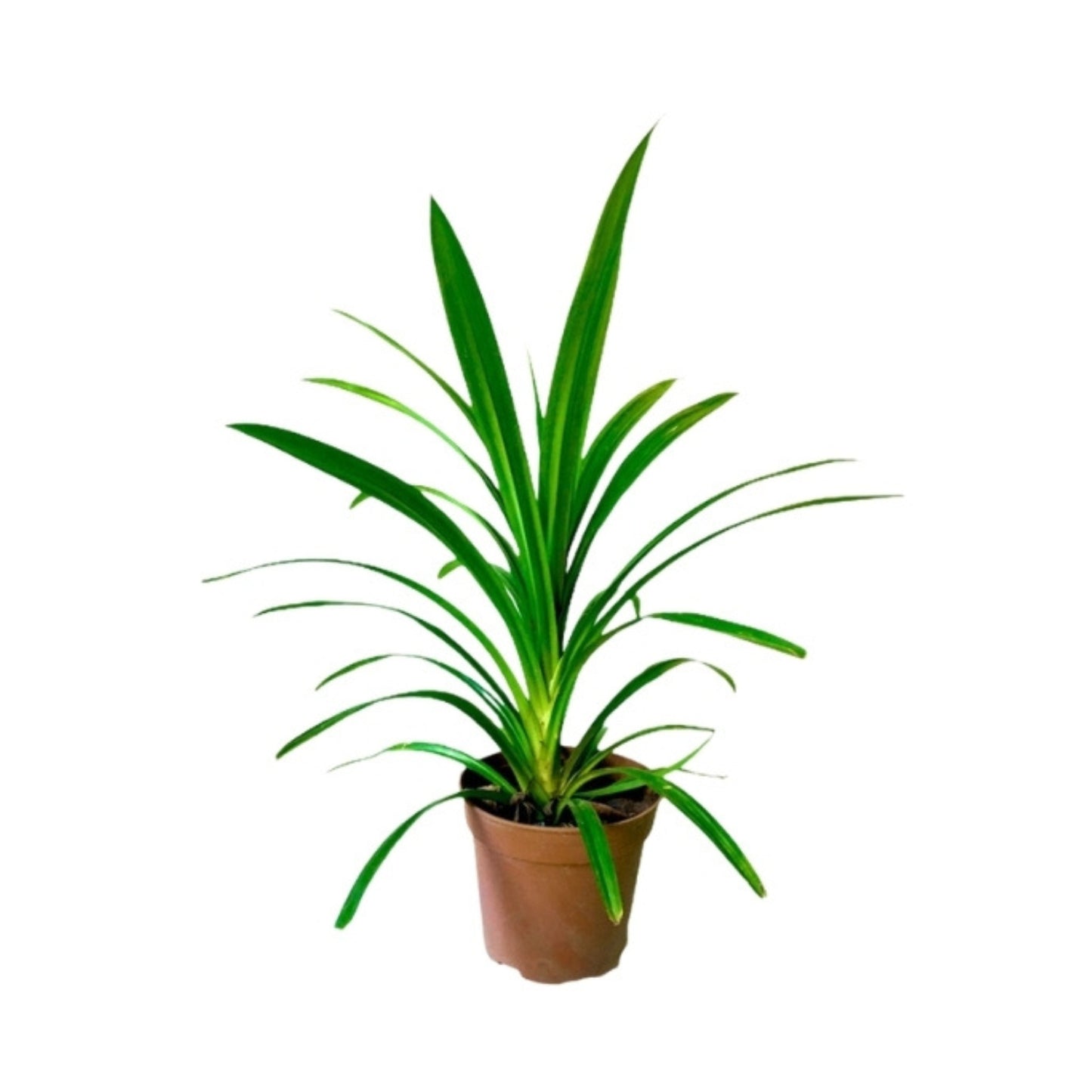 लकपुरा® पंडन लीफ प्लांट्स