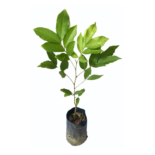 Lakpura Malaysian Budded Yellow Rambutan Fruit Plant