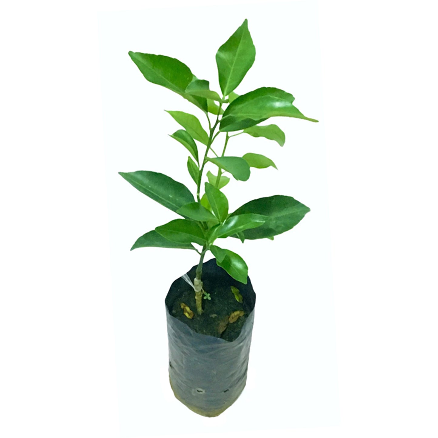 Lakpura Seedless Tahiti Lime Layered Plant