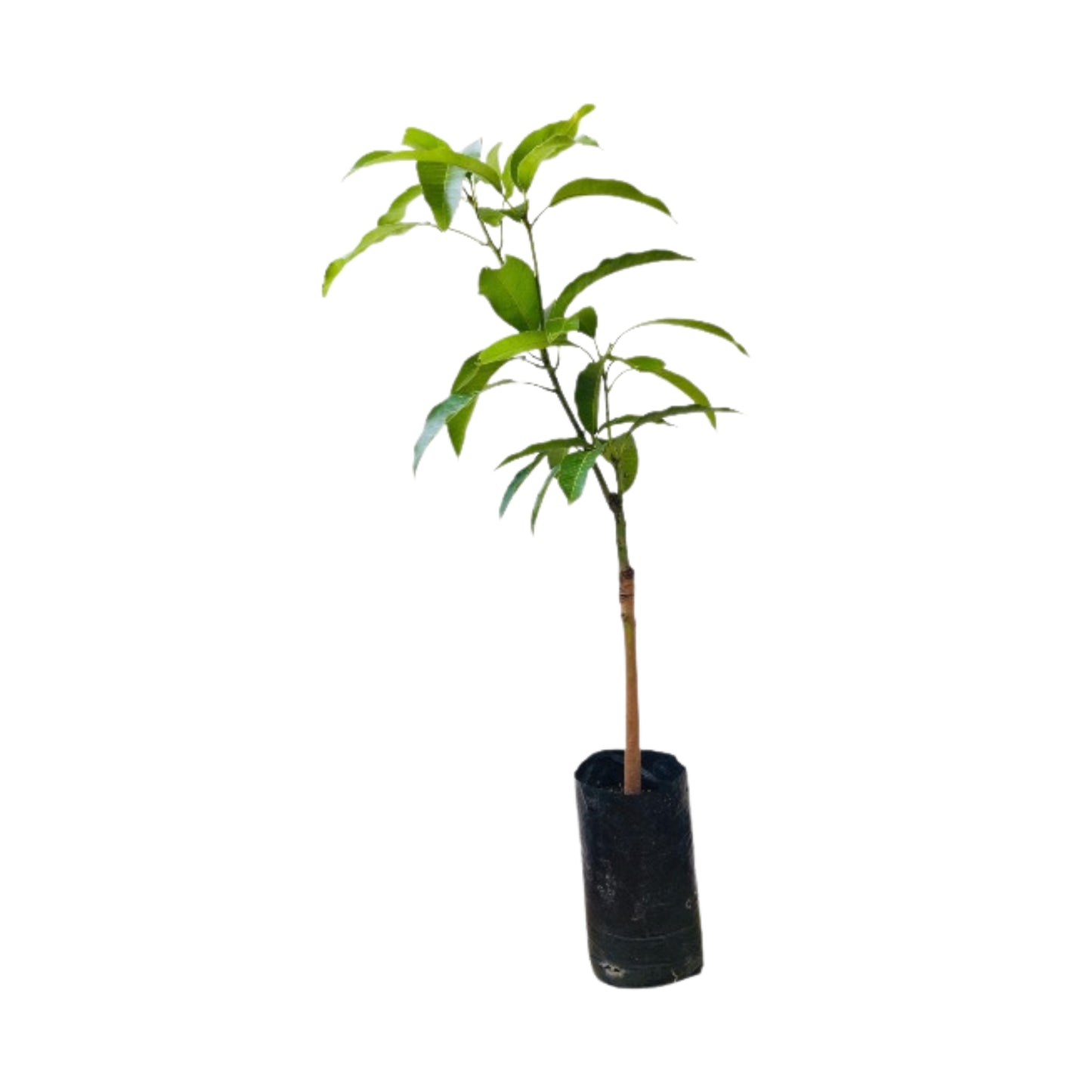 Lakpura® Gira Mango Fruit Plant