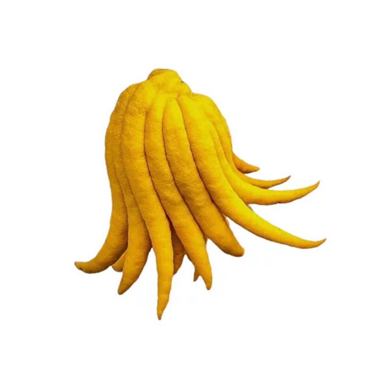 Lakpura Hand Lemon Plant