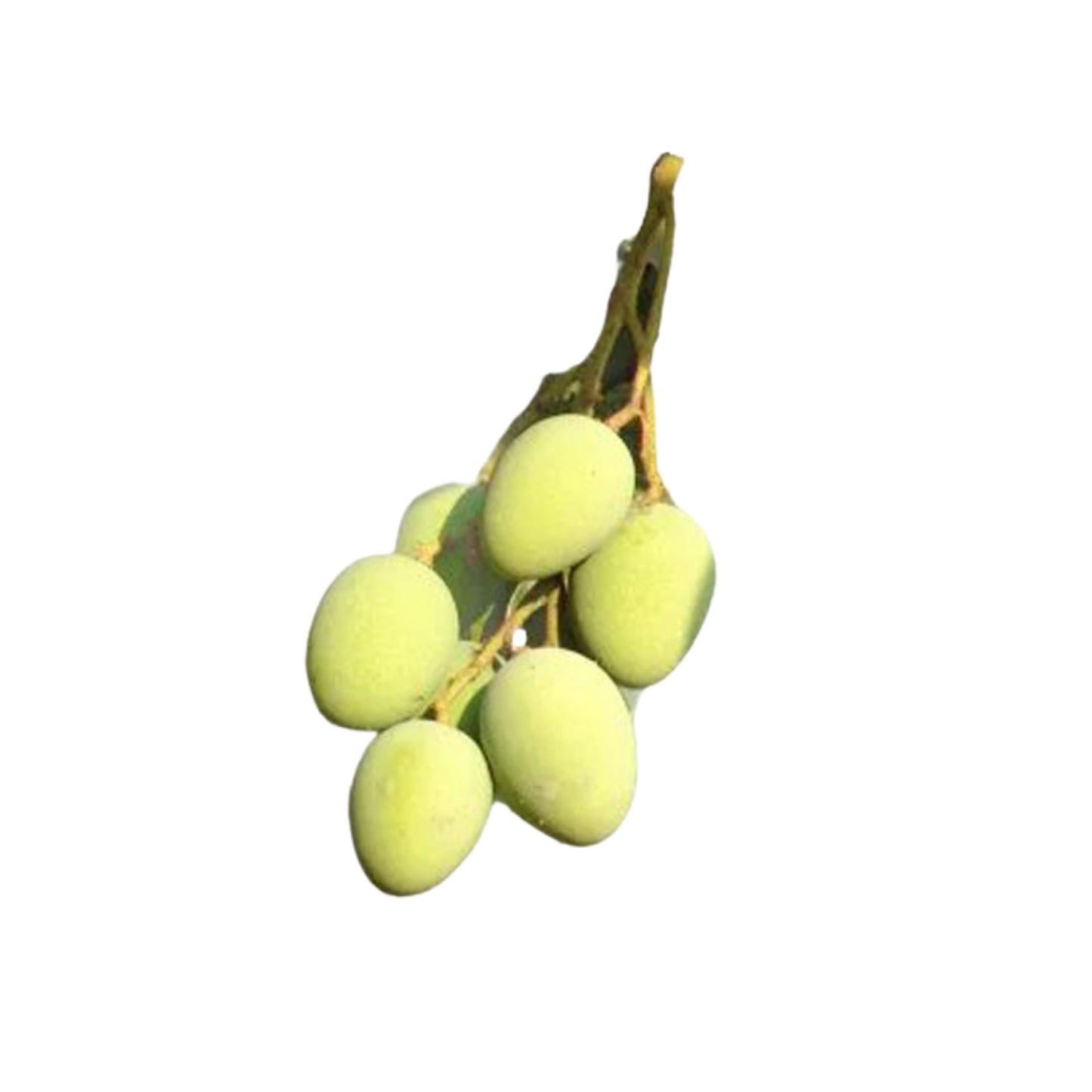 Lakpura® Bandaranayake Seedless (Mee Mango) Plant