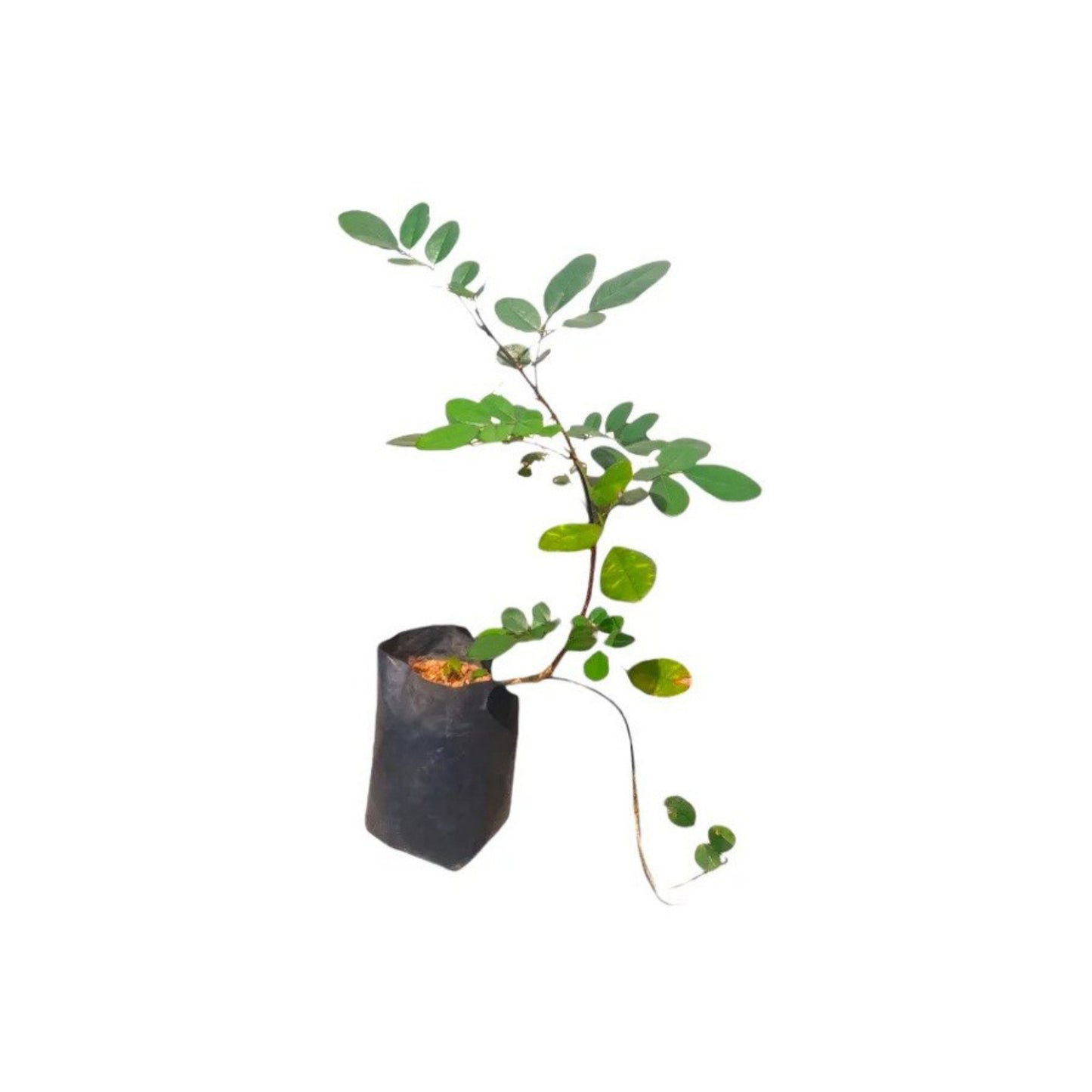 Lakpura® Bokala Plant