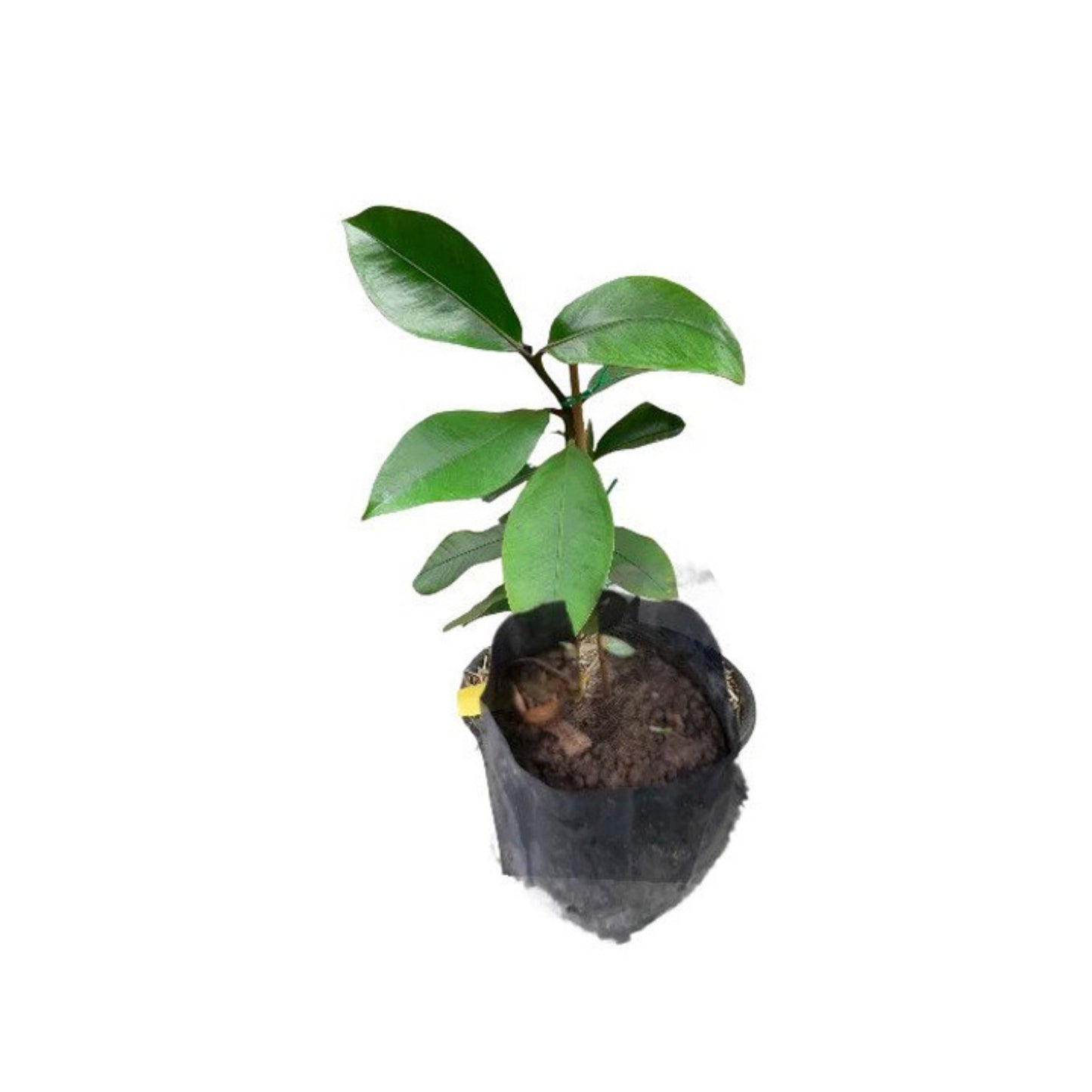 Lakpura® Mangosteen (Mangus) Grafted Plant