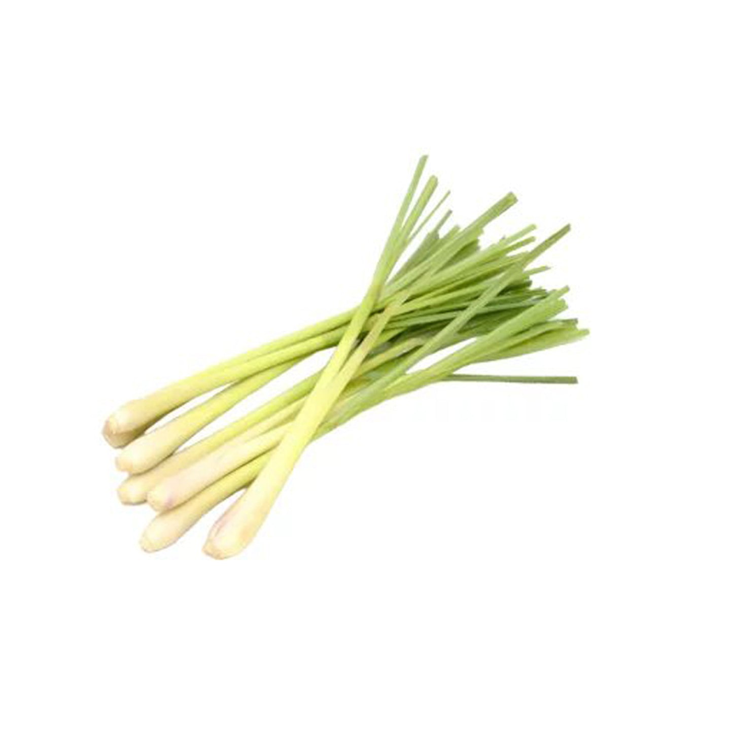 Lakpura Lemon Grass Plant