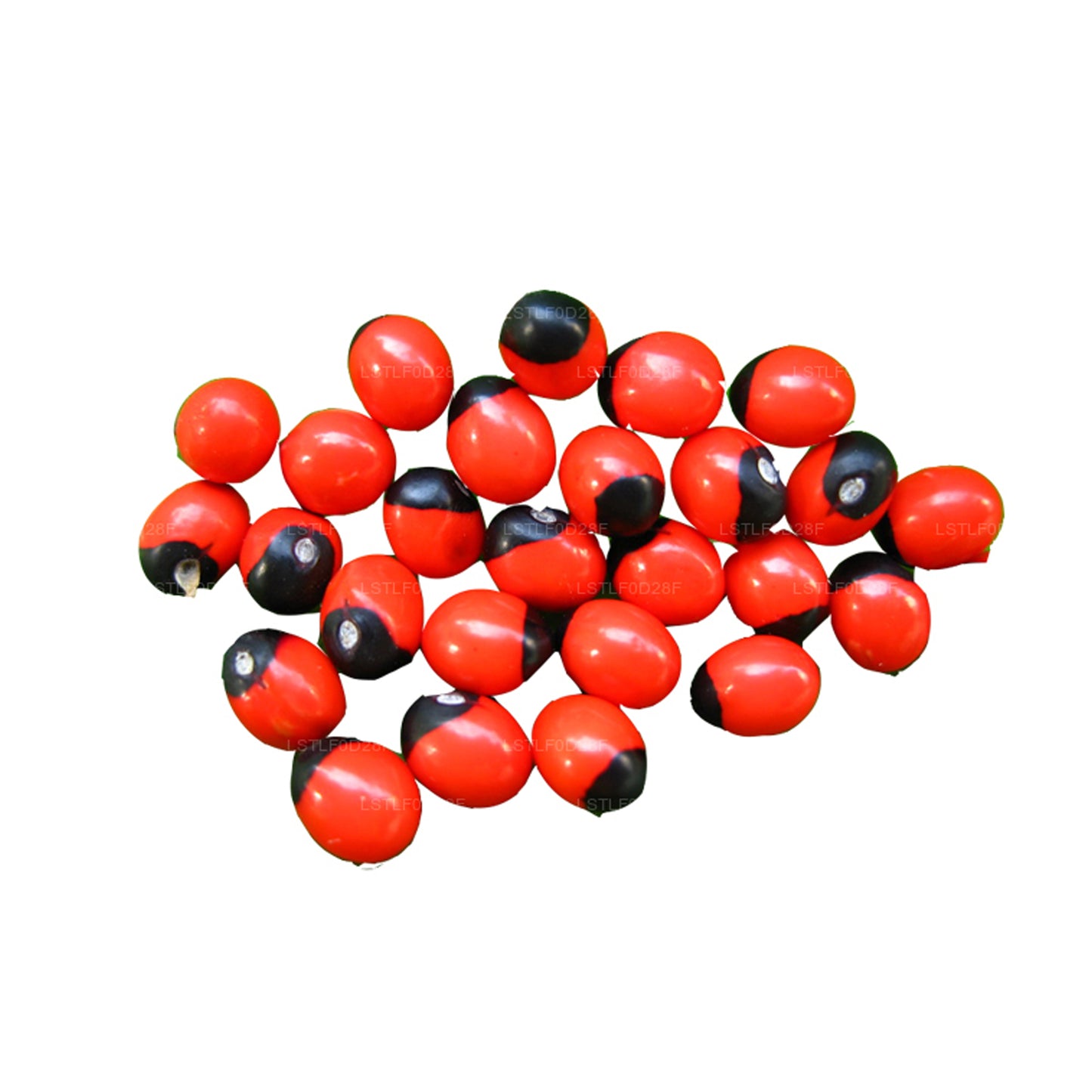 Lakpura® Olinda (Moroccan Abrus) Seeds