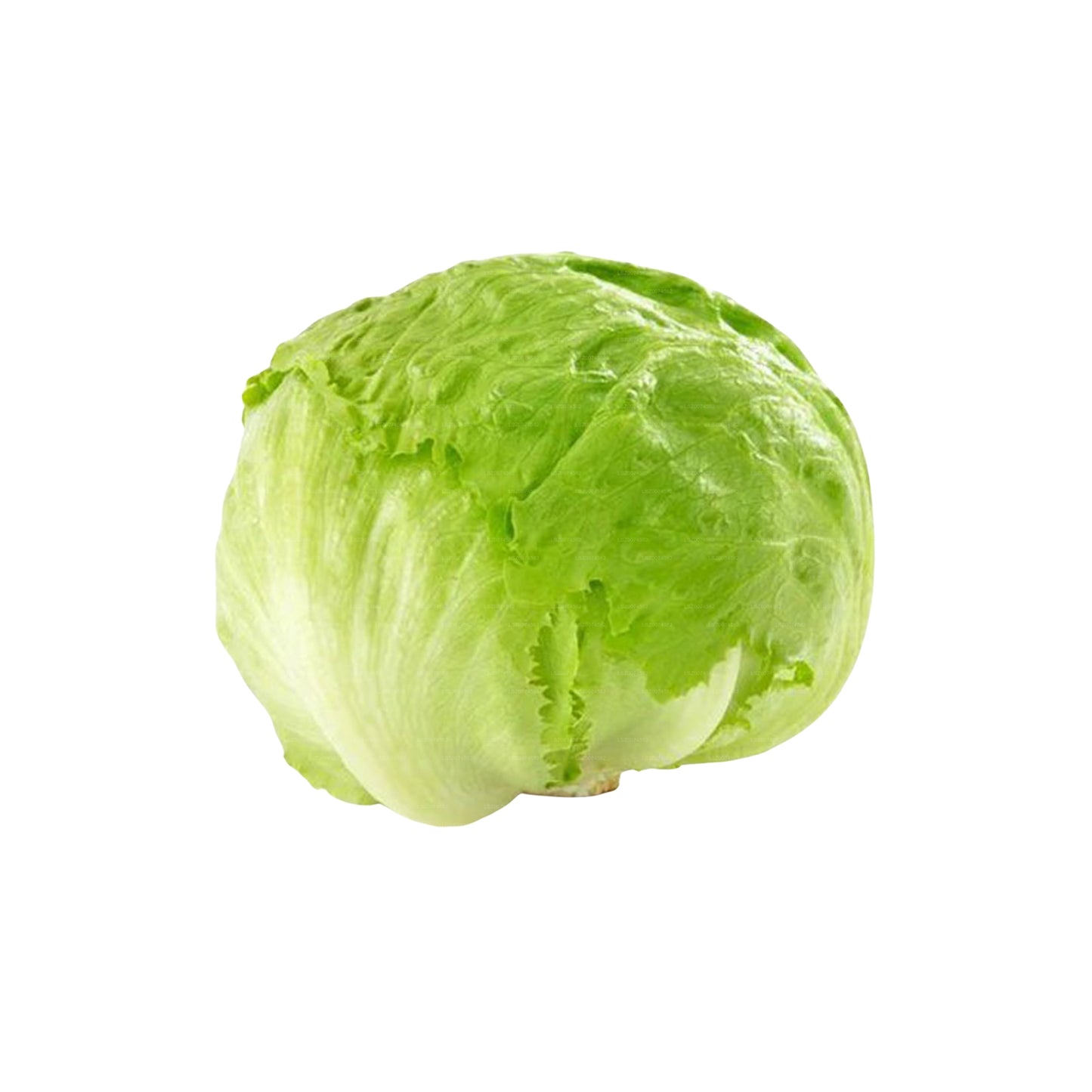 Lakpura® Ice Berg Lettuce