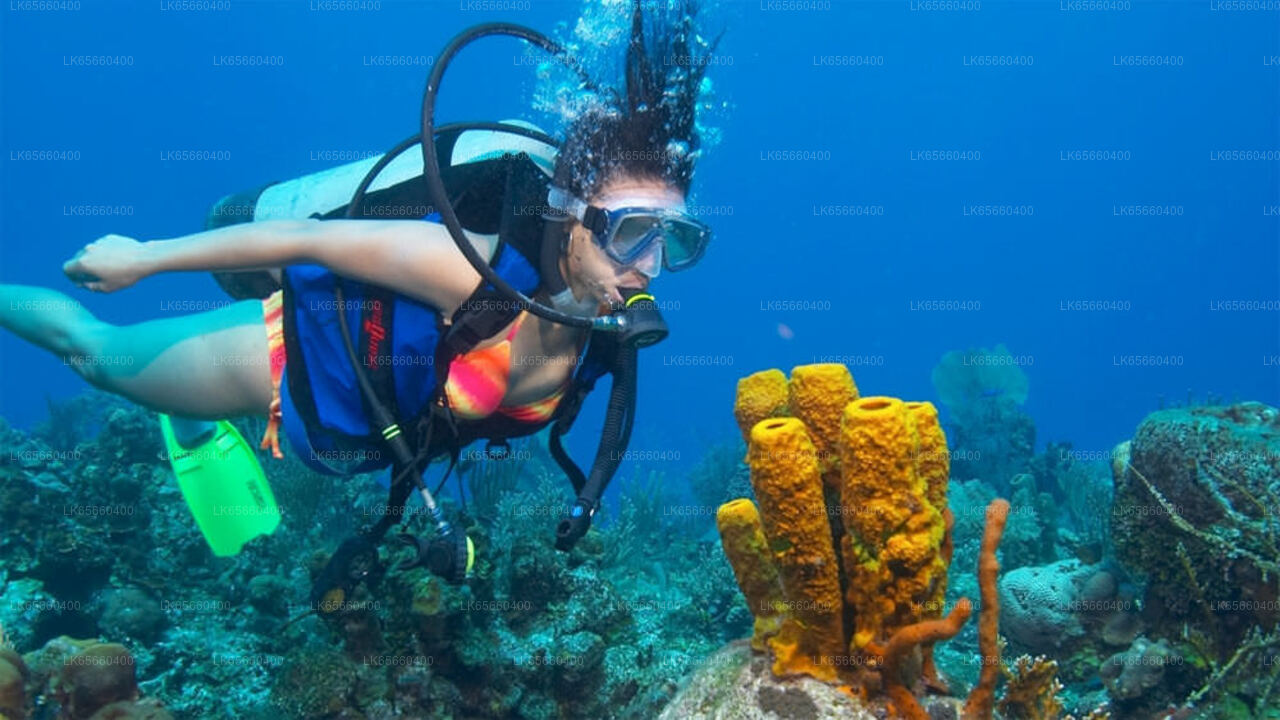 Diving from Mount Lavinia