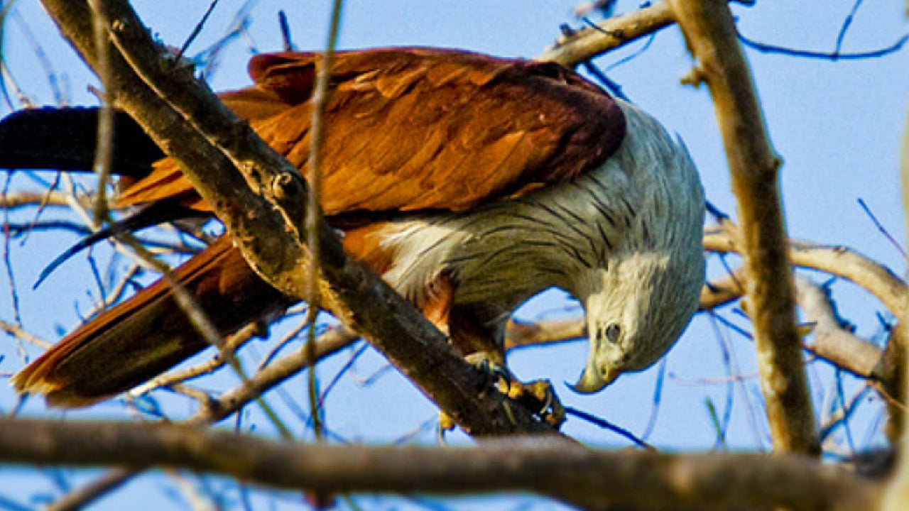 मिनेरिया राष्ट्रीय उद्यान प्रवेश टिकट