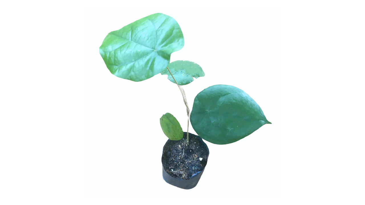 Lakpura Weni-Wel Plant