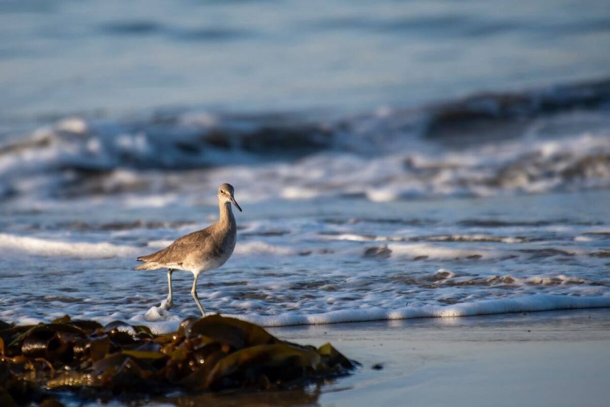 Seabird Watching from Mirissa
