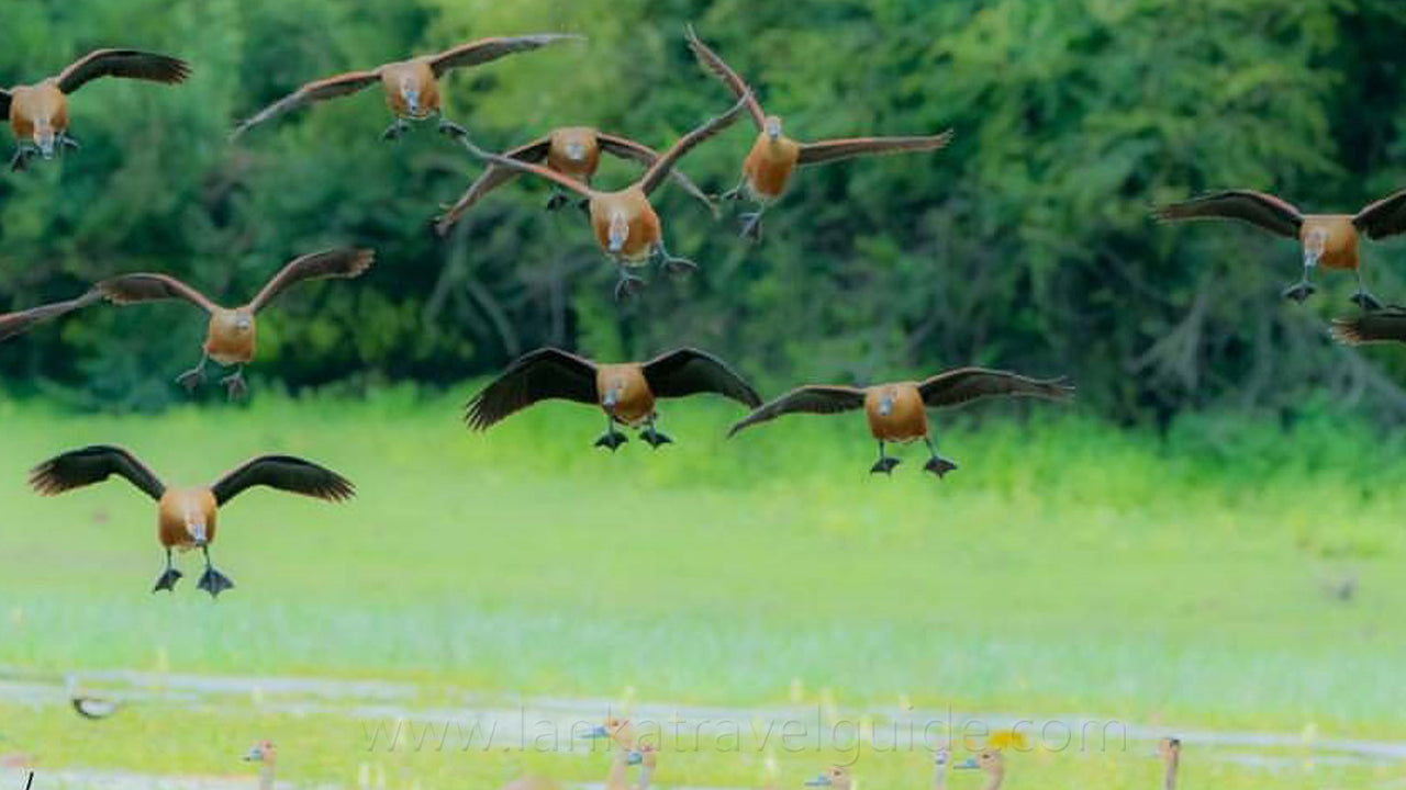 Birdwatching from Kumana Ntional Park