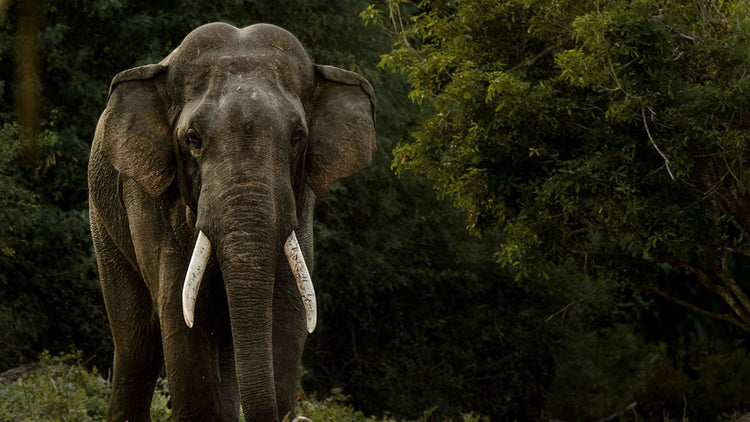 Activities from Wasgamuwa