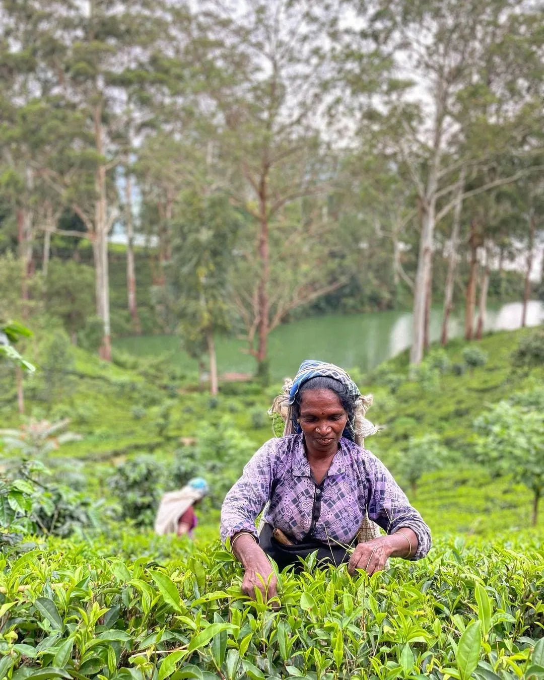 The Farm Resorts, Dikoya, Hatton