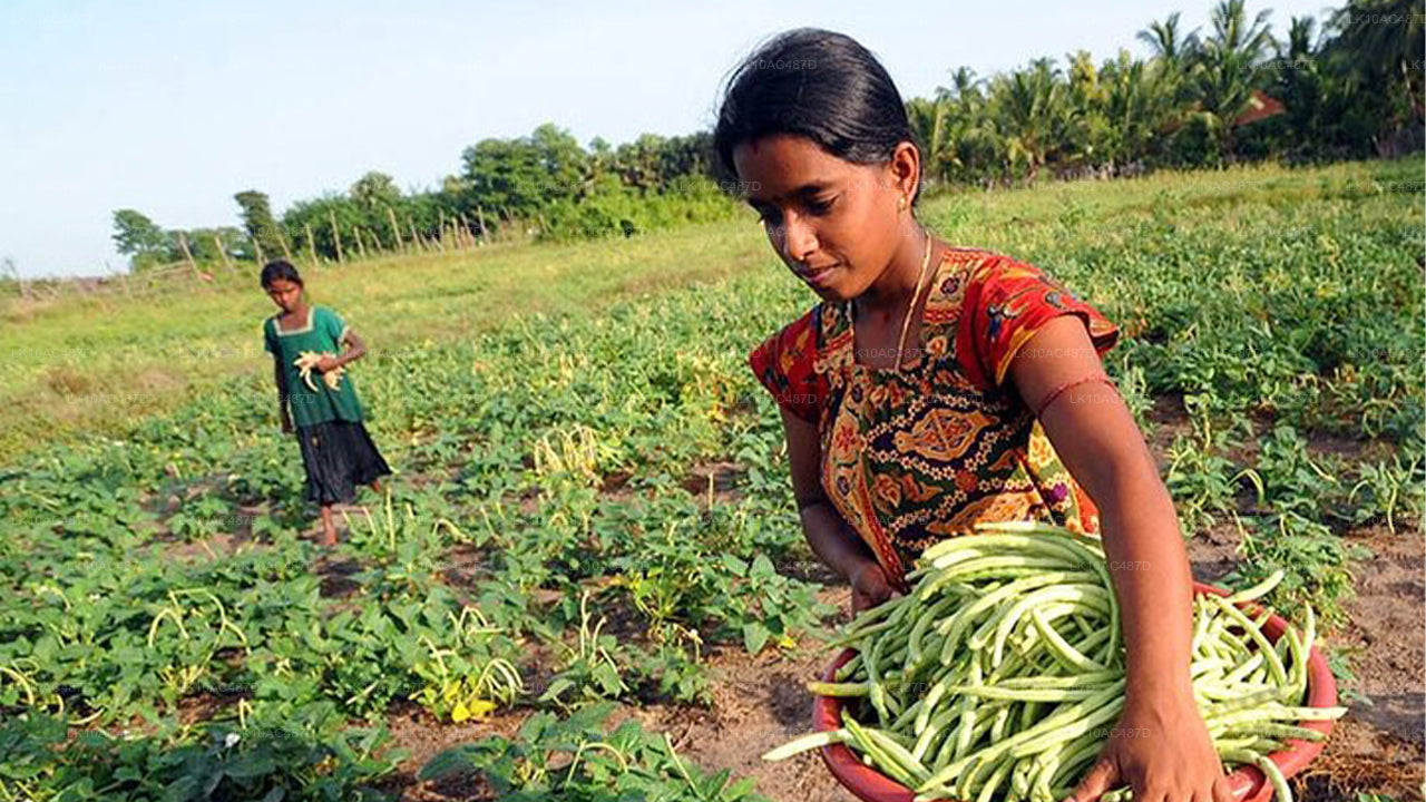 सस्टेनेबल टूर (10 दिन)