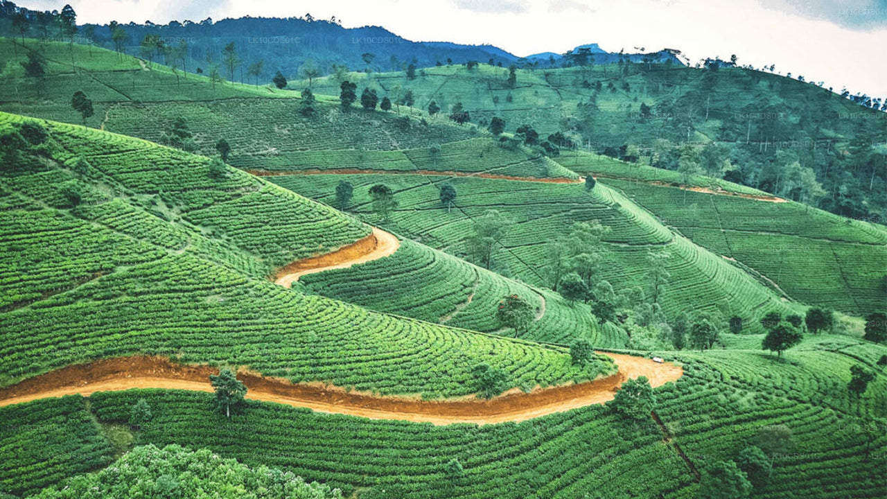 ट्रेन द्वारा श्रीलंका की मुख्य विशेषताएं (12)