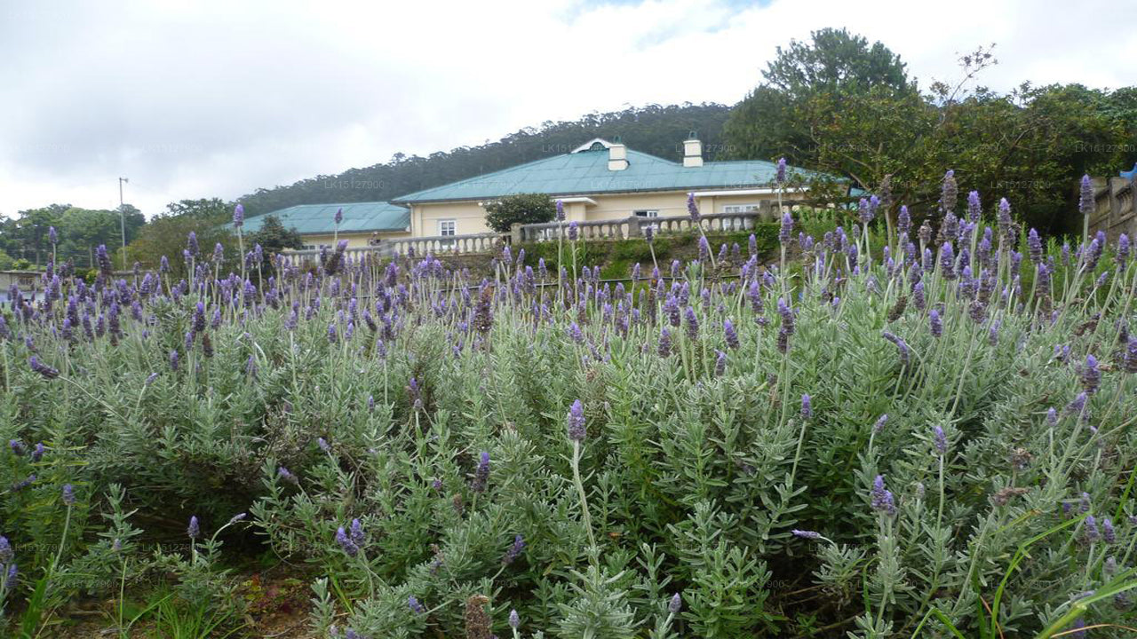 Colonial Holiday Bungalow Senani, Nuwara Eliya