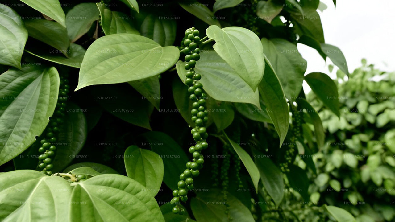 Paramount 200 Spice Garden, Matale