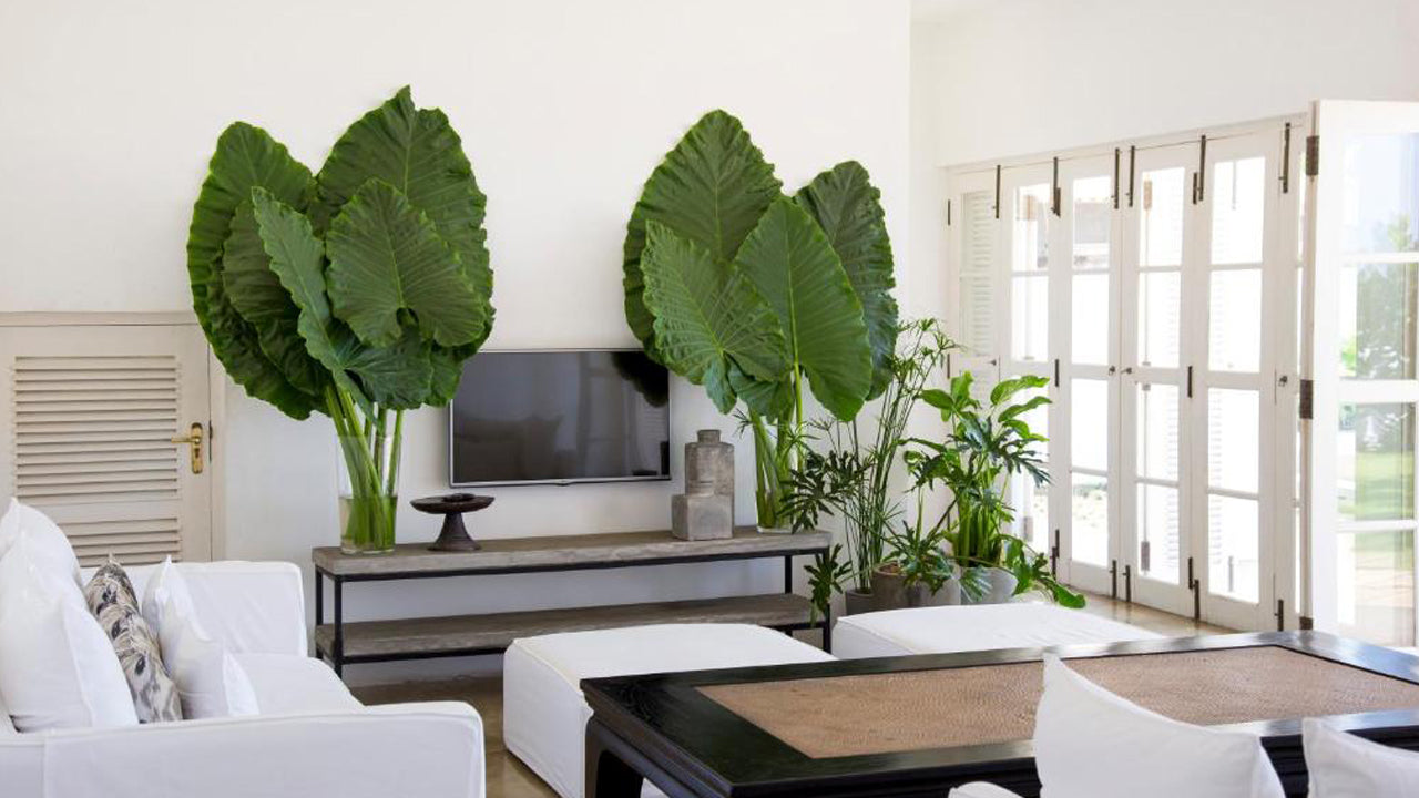 Arabella on Boossa Private Hotel, Galle