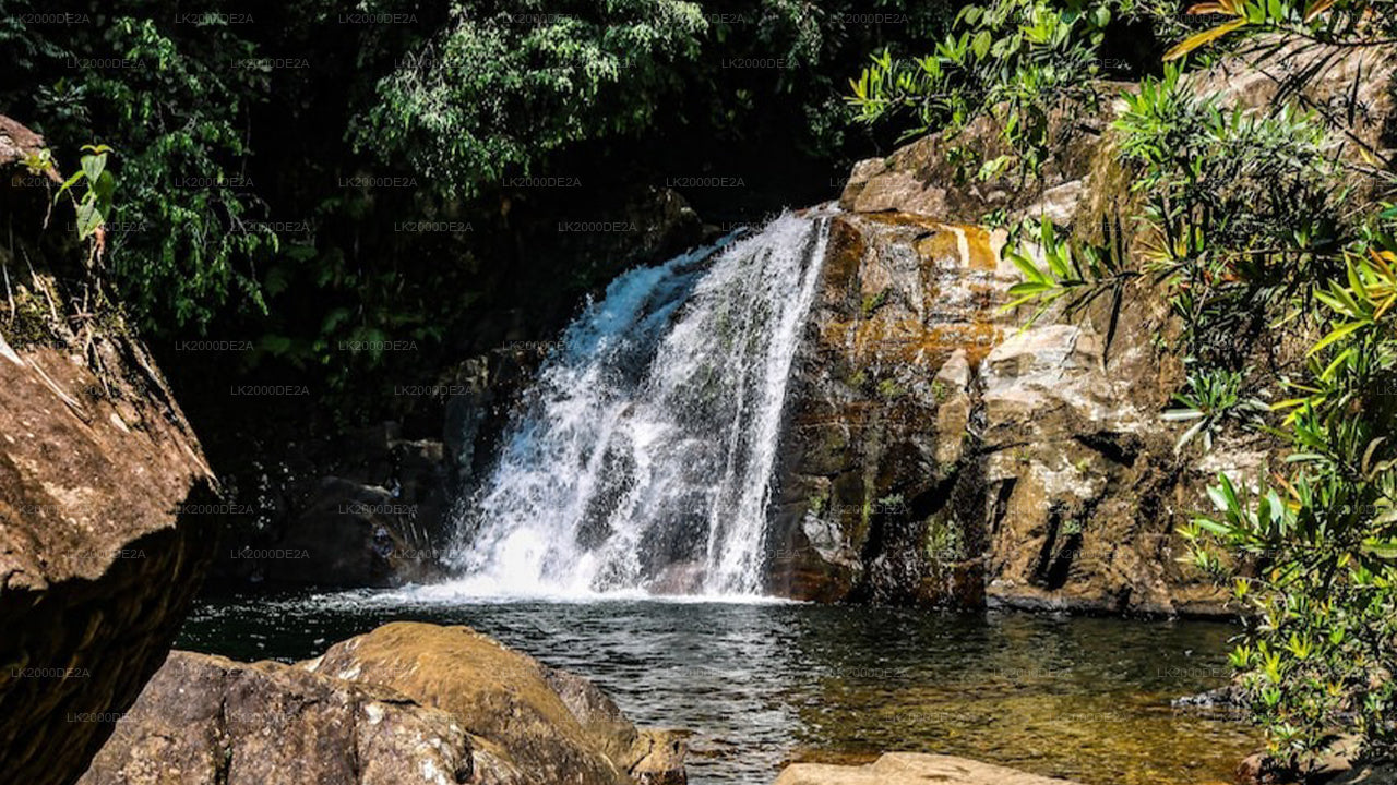 सिंहराजा फॉरेस्ट रिज़र्व गाइडेड टूर एंट्रेंस टिकट के साथ