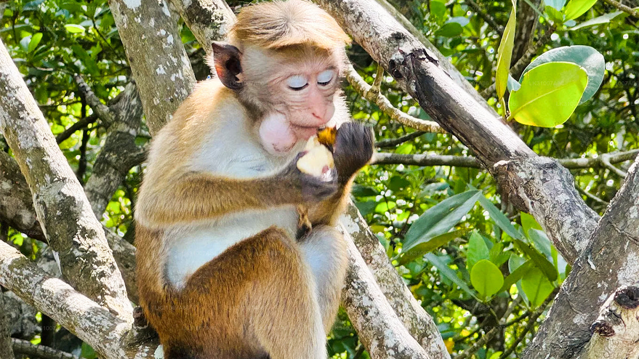 Koggala Lake Kayaking