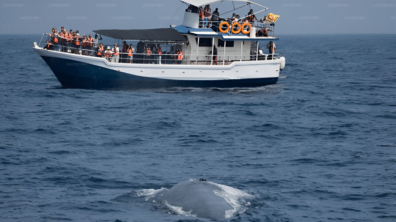 Whale Watching from Kosgoda on Shared Boat