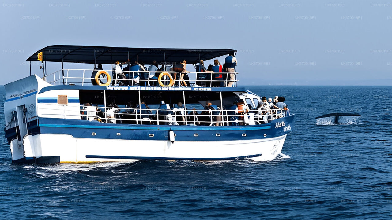 Whale Watching from Kosgoda on Shared Boat