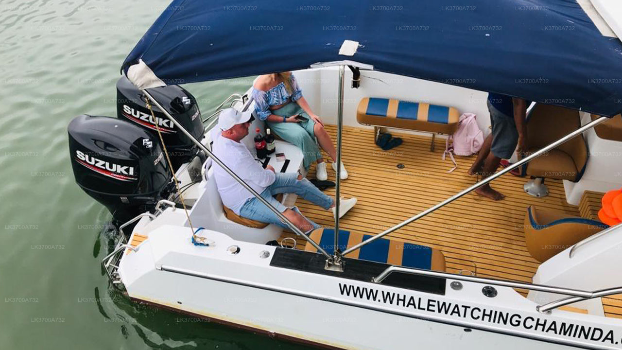 मिरिसा से लक्जरी स्पीडबोट द्वारा निजी व्हेल दर्शन यात्रा