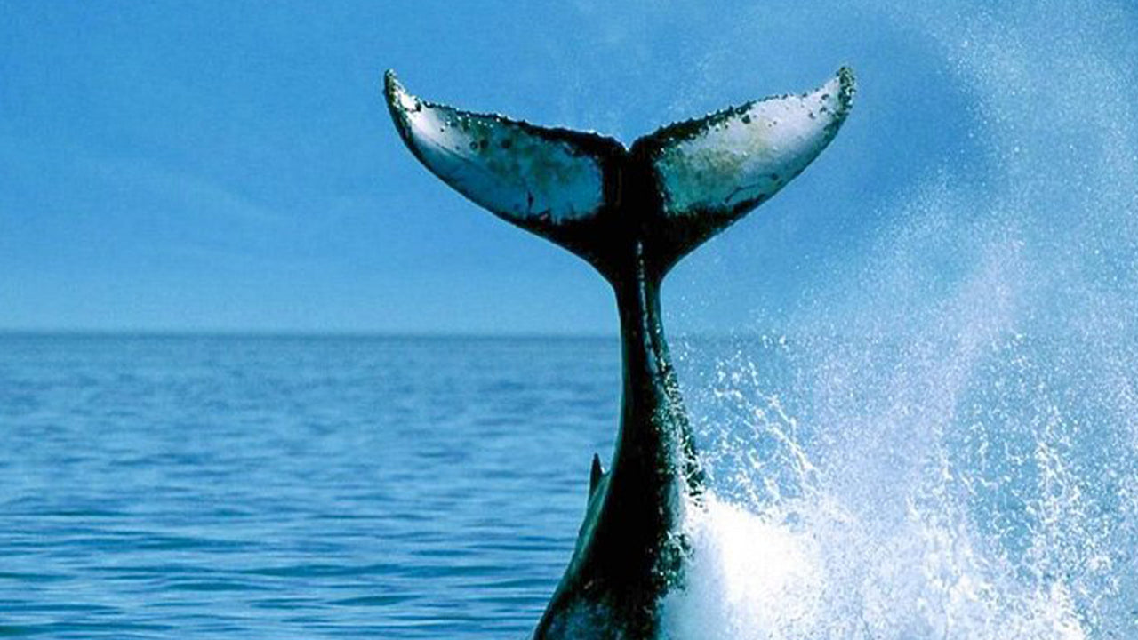 मिरिसा से लक्जरी स्पीडबोट द्वारा निजी व्हेल दर्शन यात्रा