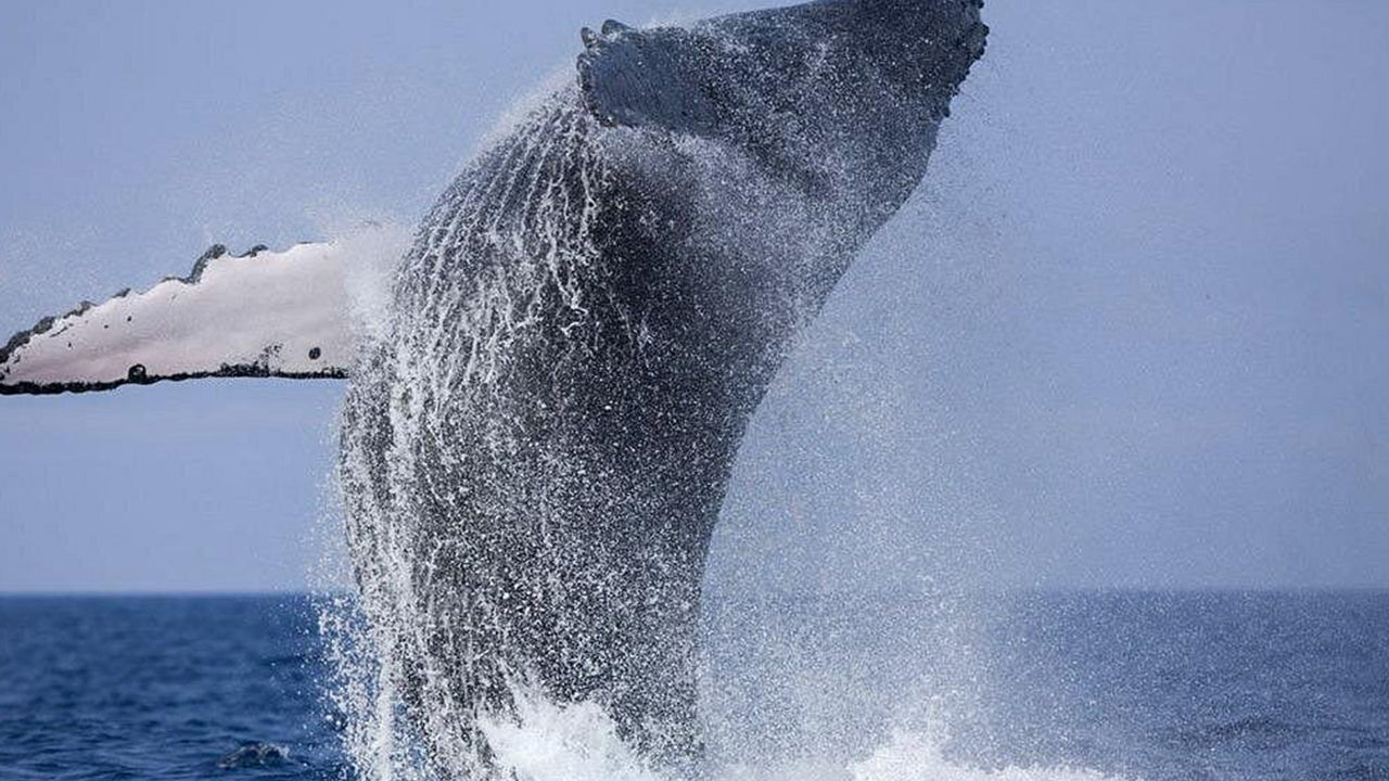 मिरिसा से लक्जरी स्पीडबोट द्वारा निजी व्हेल दर्शन यात्रा