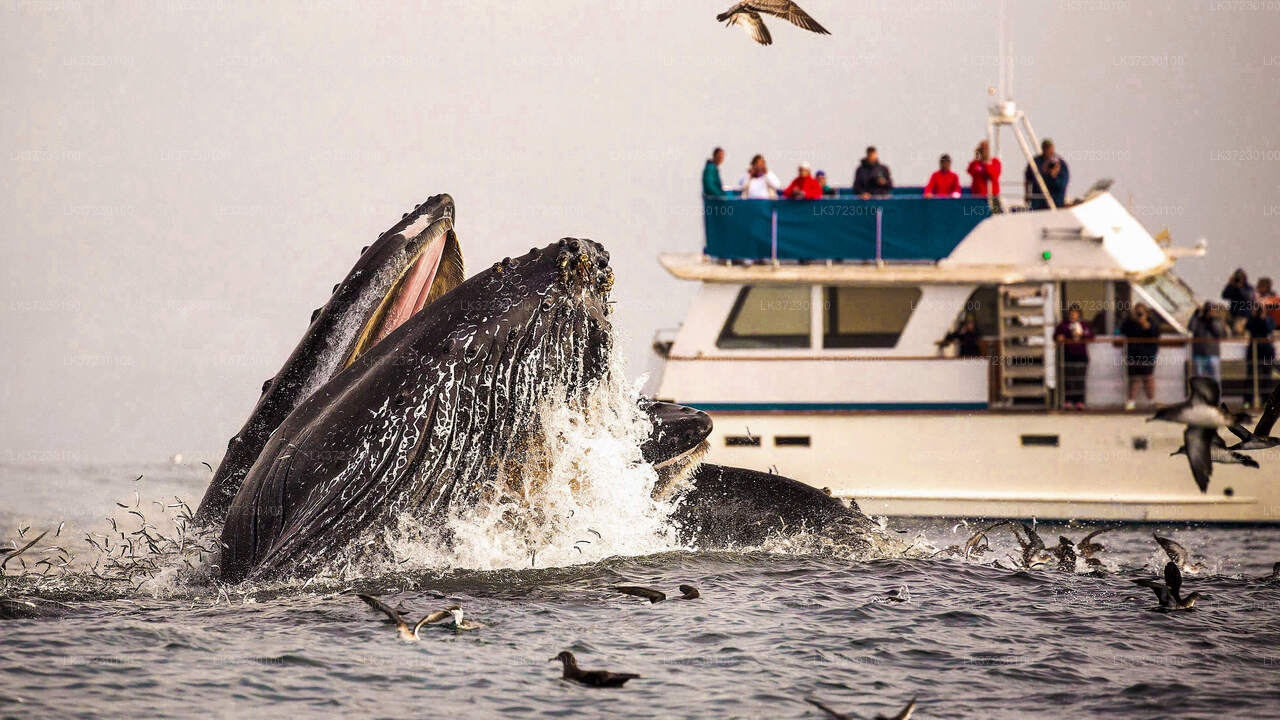Whale Watching from Trincomalee Seaport on Shared Boat