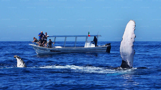 Whale Watching from Trincomalee Seaport on Shared Boat