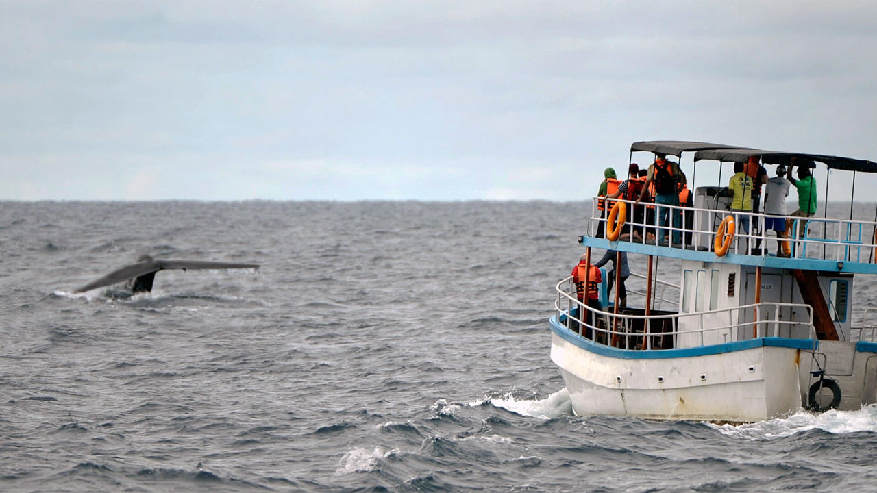 Whale Watching from Weligama on Shared Boat