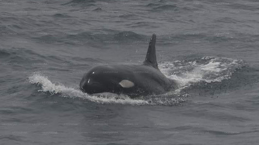 त्रिंकोमाली से व्हेल देखने की नौका यात्रा