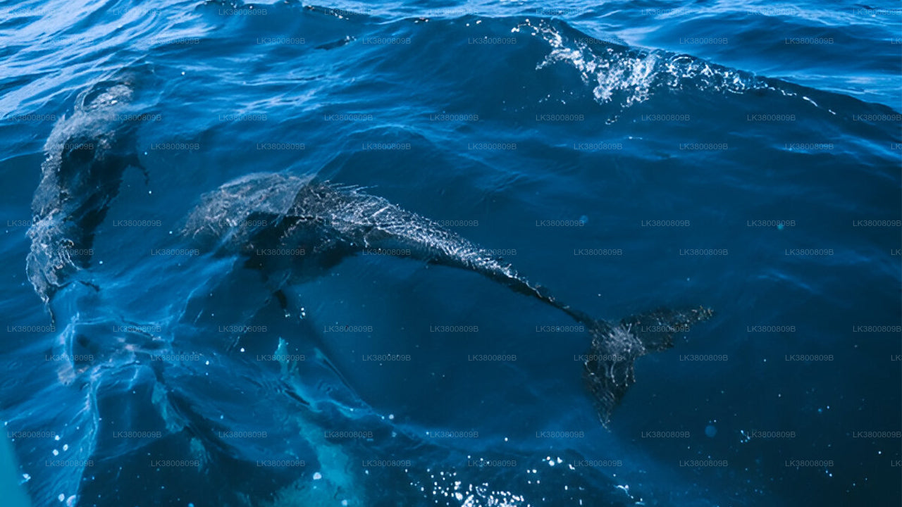 5-Hour Shared Dolphin Watching Cruise from Colombo