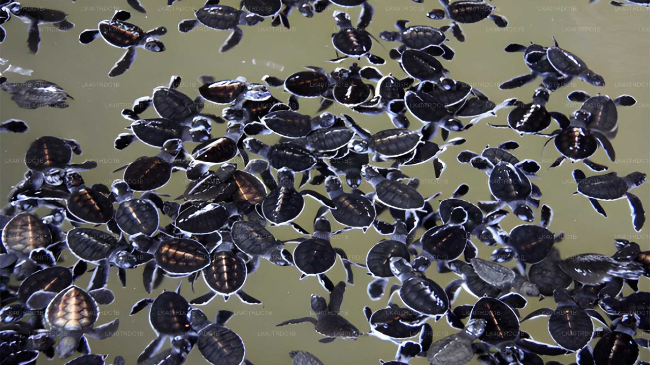 नेगोम्बो से हिरिकेतिया तक प्राइवेट ट्रांसफर, घूमने-फिरने के स्टॉप के साथ