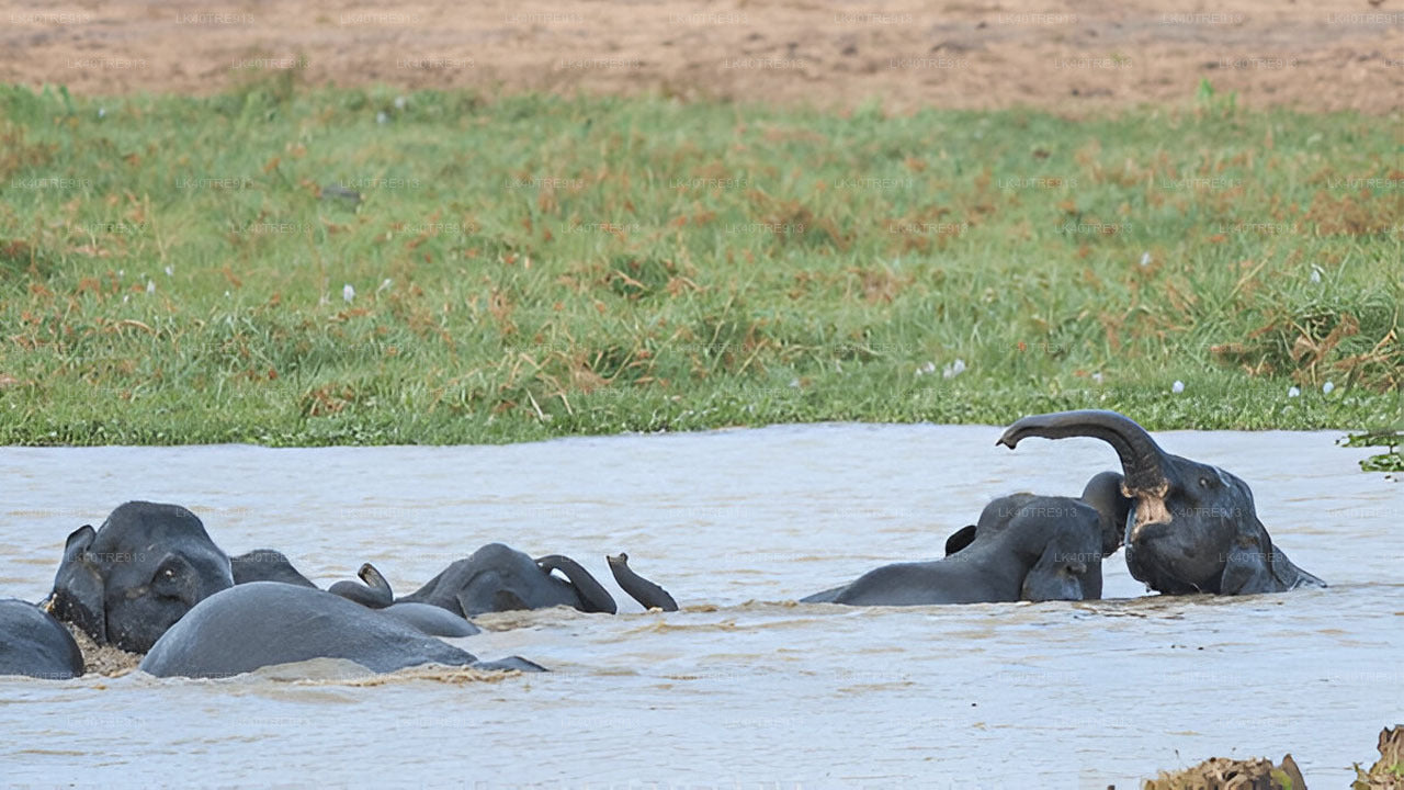 वासगामुवा सफारी के साथ सिगिरिया से कैंडी तक प्राइवेट टूर