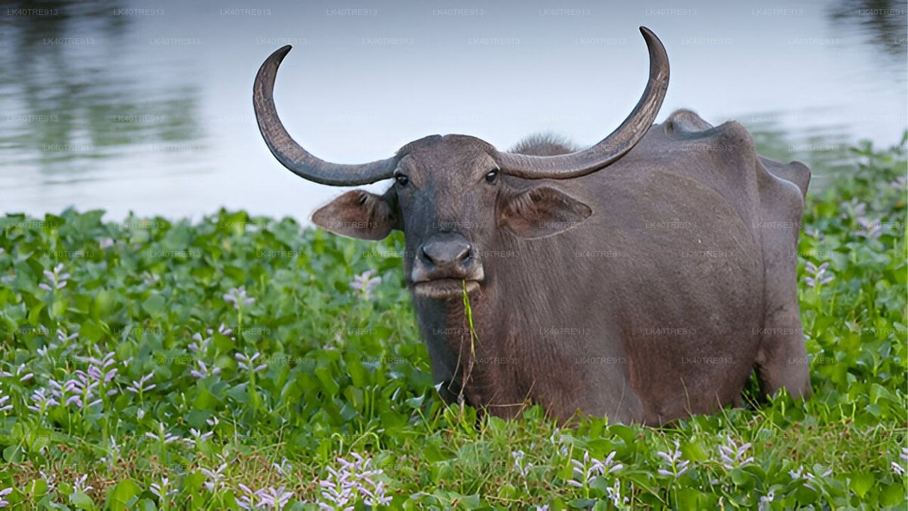 वासगामुवा सफारी के साथ सिगिरिया से कैंडी तक प्राइवेट टूर