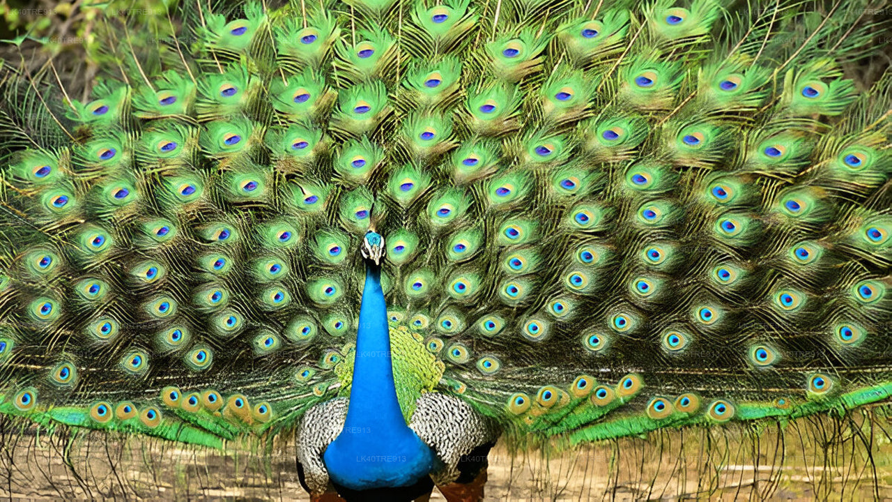 वासगामुवा सफारी के साथ सिगिरिया से कैंडी तक प्राइवेट टूर