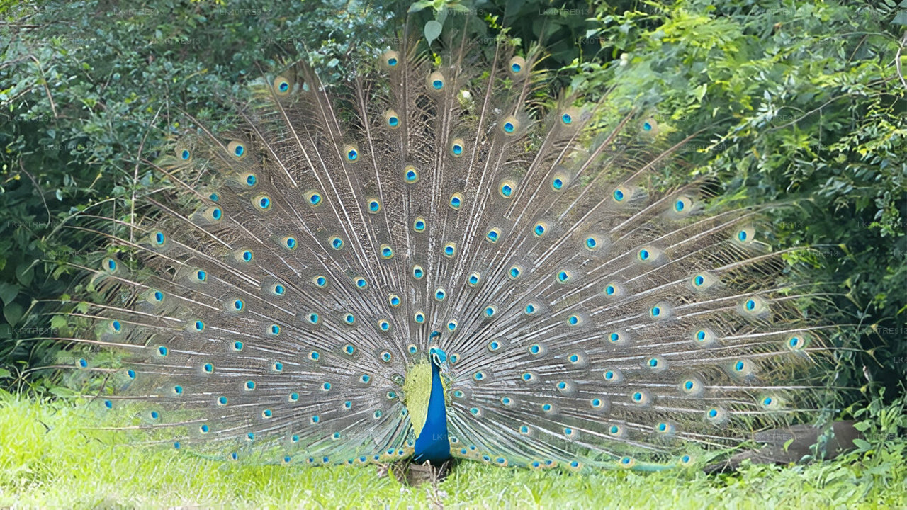 वासगामुवा सफारी के साथ सिगिरिया से कैंडी तक प्राइवेट टूर