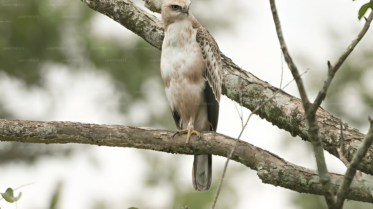 वासगामुवा सफारी के साथ सिगिरिया से कैंडी तक प्राइवेट टूर